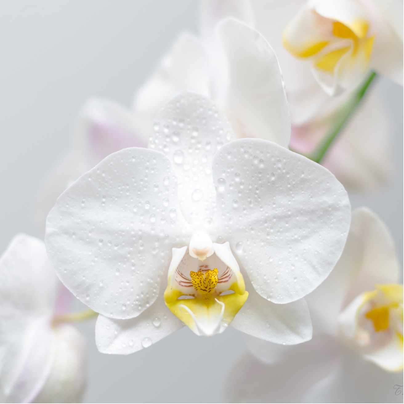 Orchidee