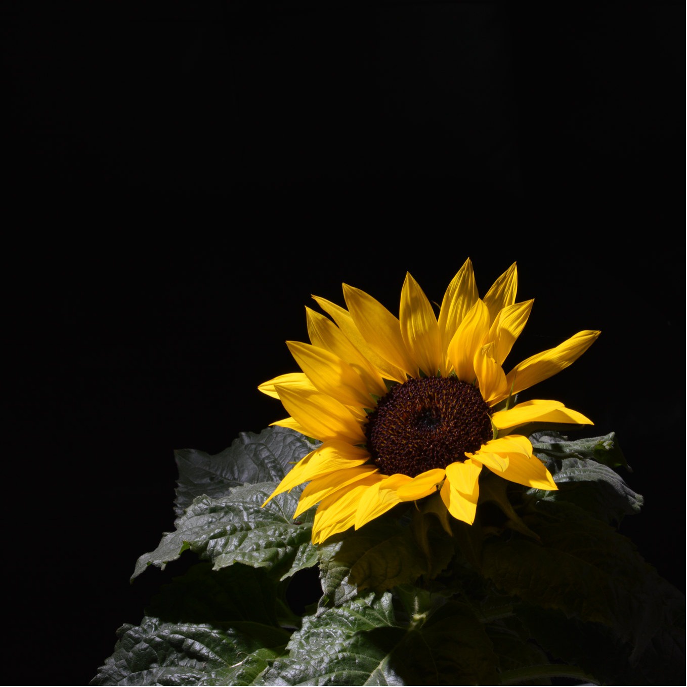 Tournesol